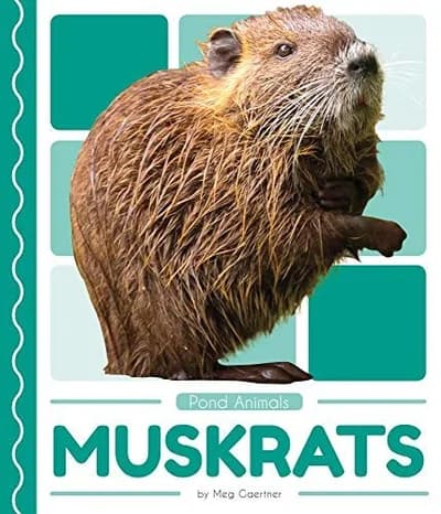 Muskrats (Pond Animals)