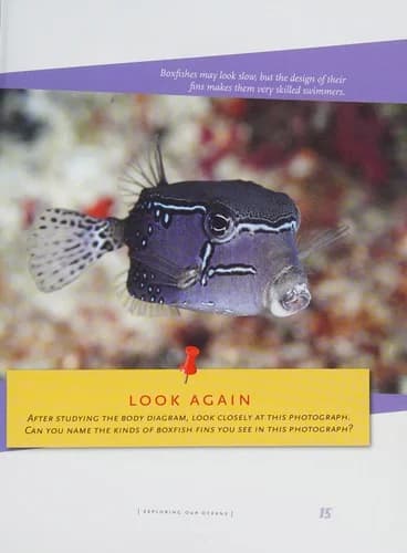 Cover of Boxfish